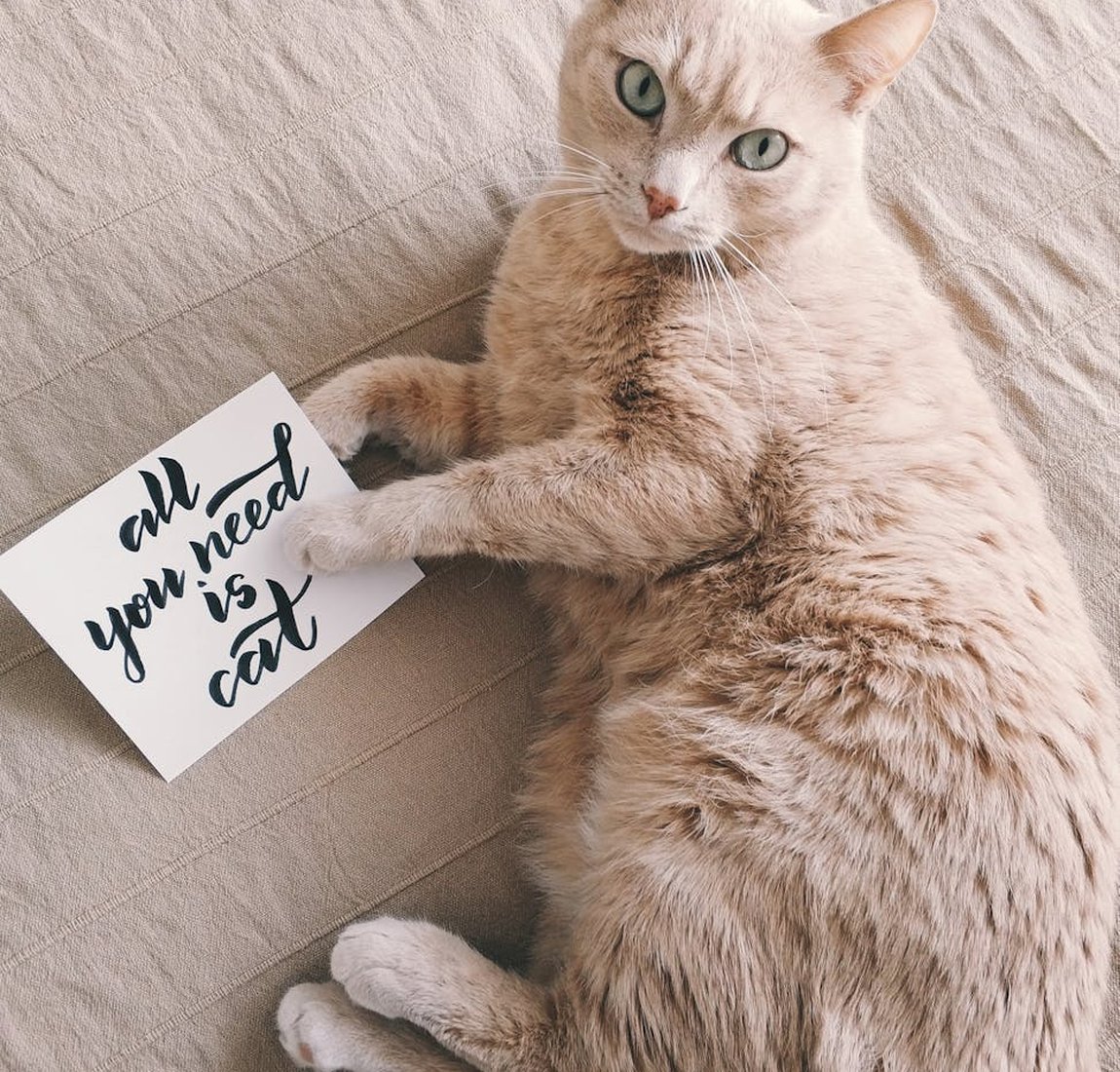 Унікальні вироби з бісеру зі зоомотивами Вишивка бісером з зоомотивами: ведмеді та лисиці