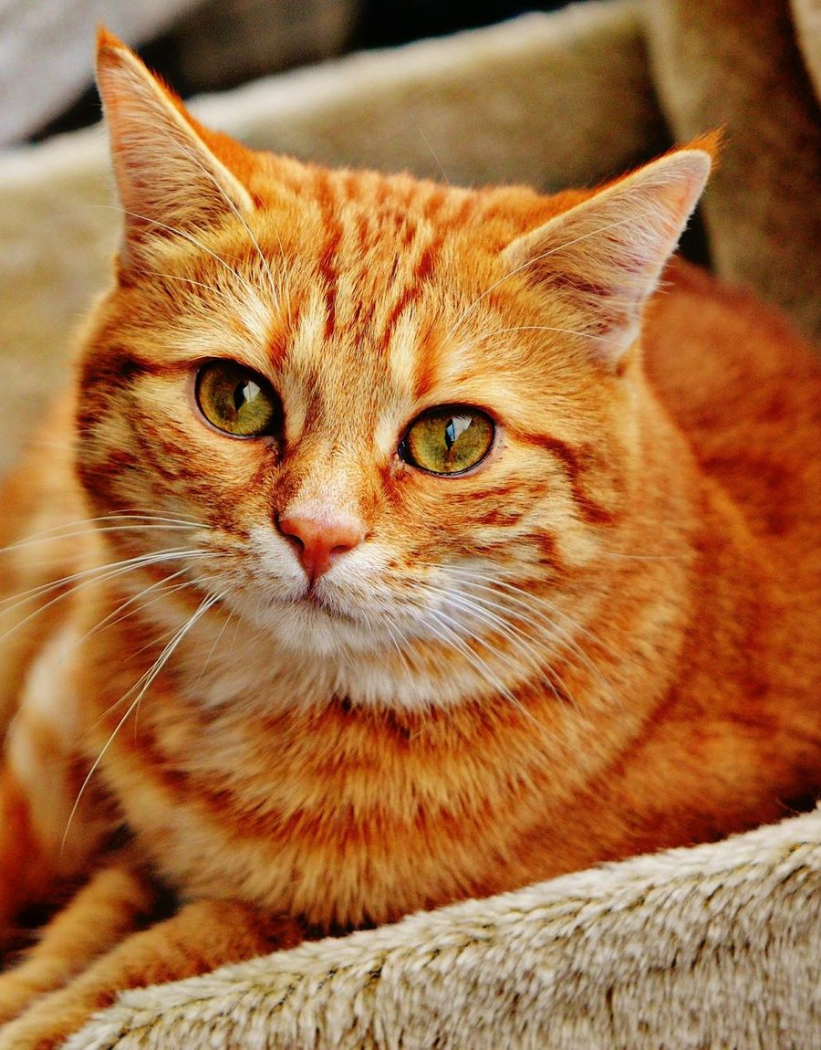 Унікальна вишивка по фетру з бісером Вишивка по фетру з бісером в яскравих кольорах