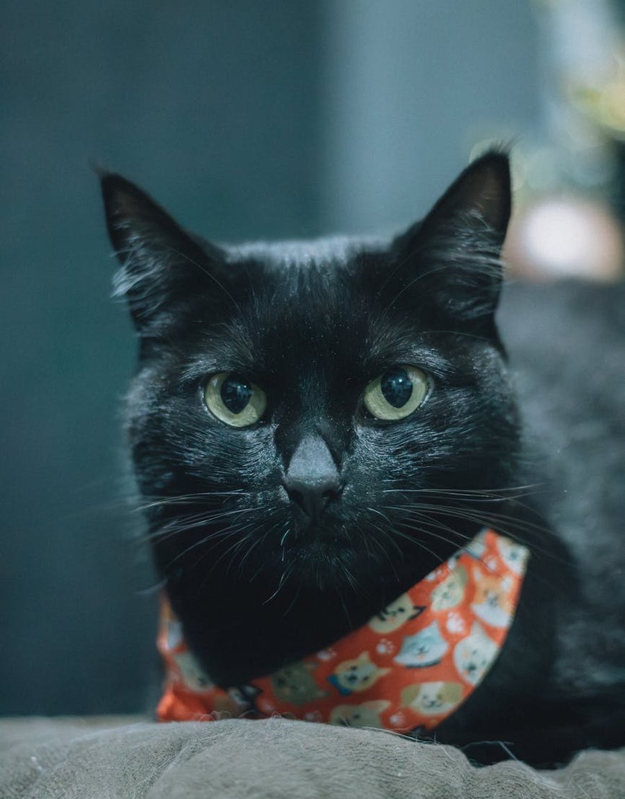 Творчі експерименти з кольорами у вишивці Експерименти з кольорами у вишивці по фетру