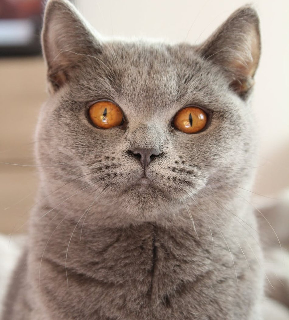 Бісерні ікони: краса та духовність у рукоділлі Декоративна бісерна ікона зі складним дизайном