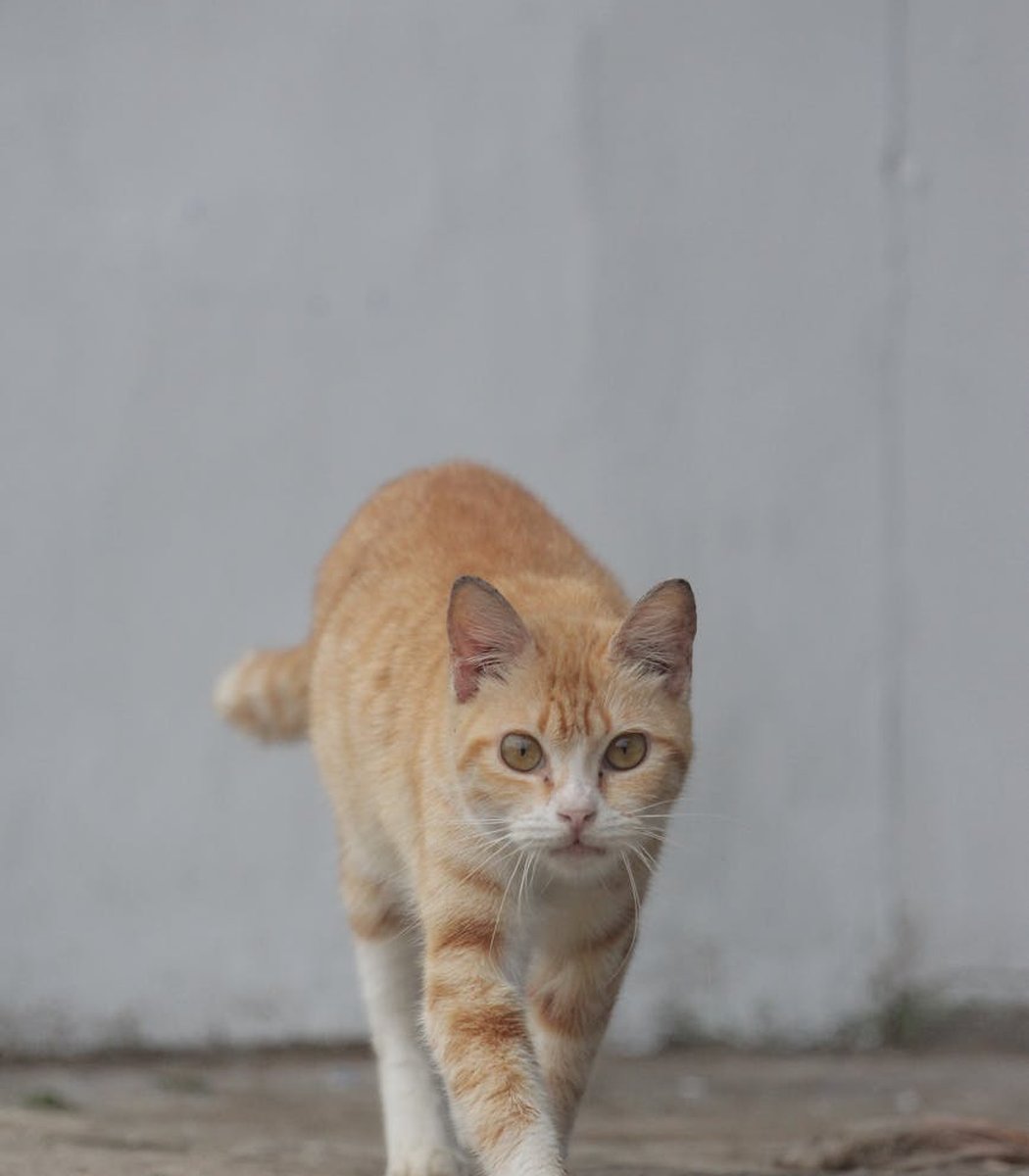Намисто-комірець з бісеру: стильний елемент моди Модне намисто-комірець, зроблене з кольорового бісеру