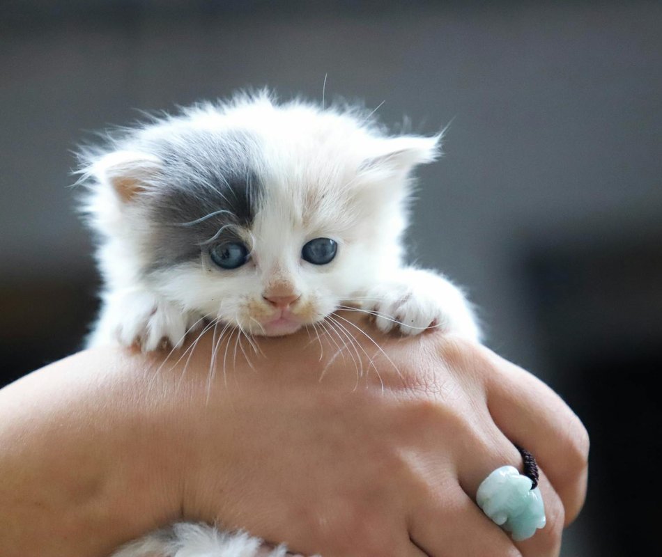 Як використовувати етнічні мотиви в бісероплетінні Етнічні мотиви в бісероплетінні