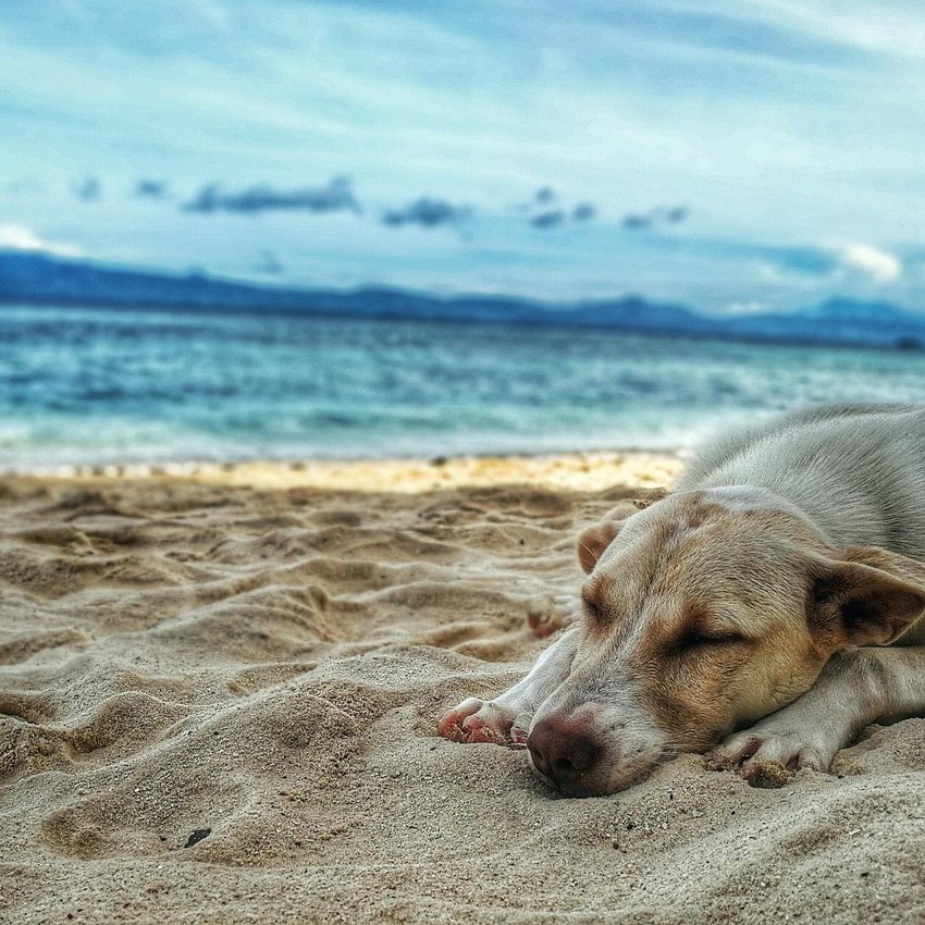 Вишиті серветки з бісером для святкової атмосфери Серветка з бісером ручної роботи на весняному фоні
