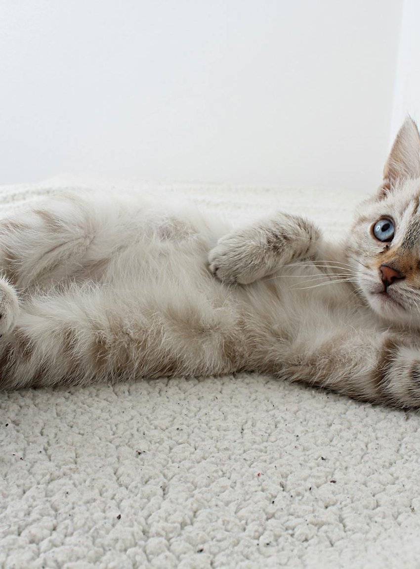 Покроковий майстер-клас: як зробити кольє з бісеру Покроковий майстер-клас з бісероплетіння