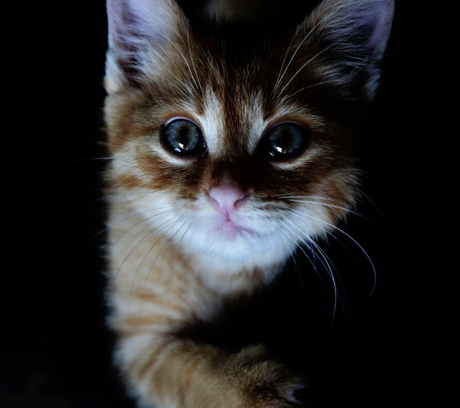 Як створити недорогі бісерні прикраси для свят Набори недорогих бісерних прикрас