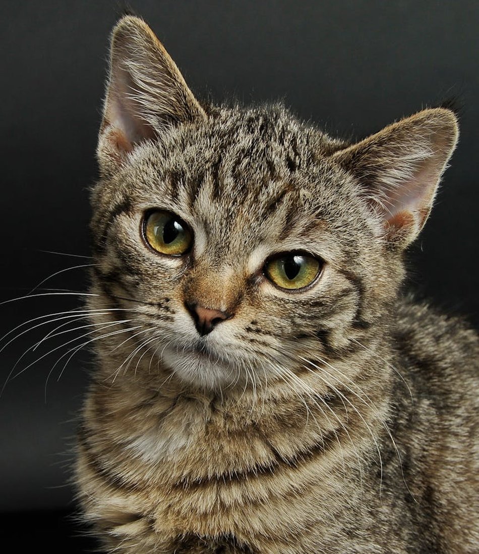 Ефективні стратегії для управління соціальними мережами у хендмейді Стратегії для соціальних мереж у хендмейді