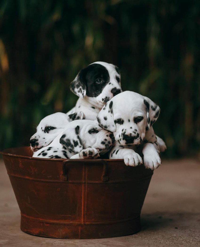 Олені з бісеру як різдвяний декор і подарунки Різдвяні олені з бісеру