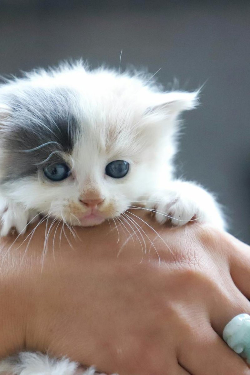 Подарункова коробка з декором для прикрас — ідеї пакування Подарункова коробка з паперовим наповнювачем і декоративною стрічкою, всередині прикраса