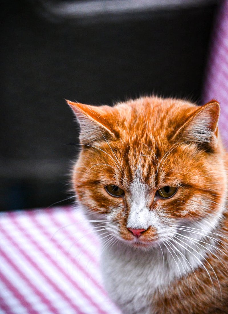 Карабіни для брелоків — фурнітура для майстер‑класів і продажу Набір карабінів і кільців для брелоків з нержавіючої сталі на робочому столі майстра