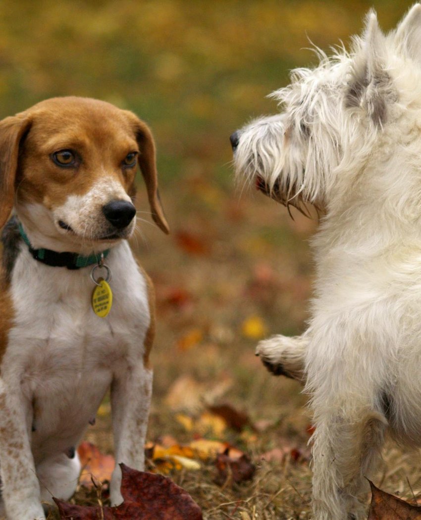 Поради з вибору бісеру для вишивки на джинсах Вибір якісного бісеру для вишивки
