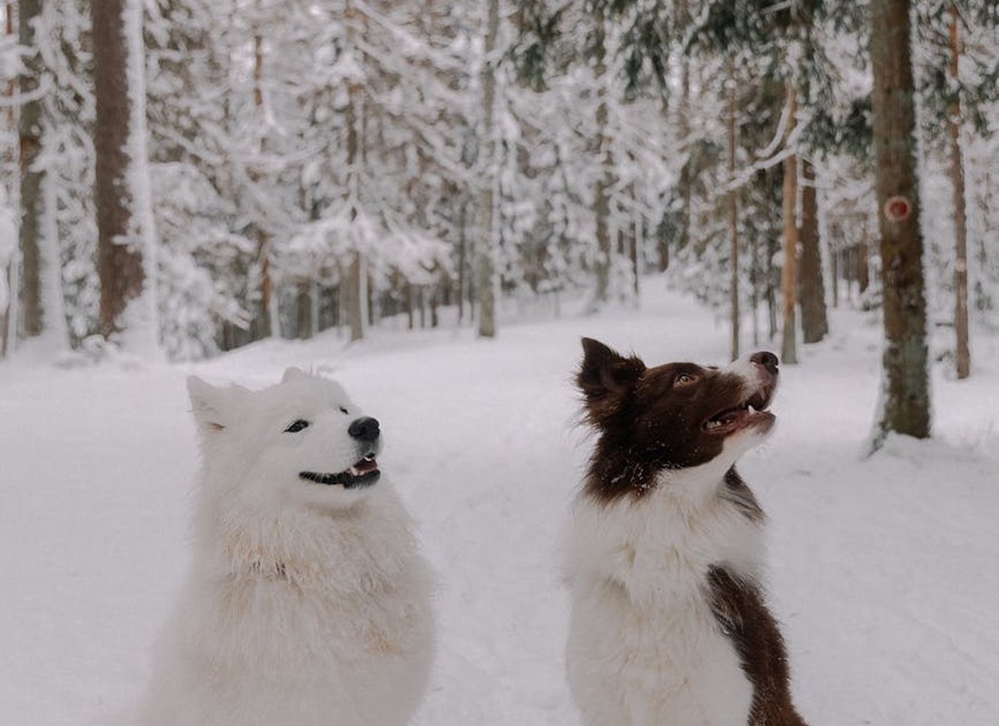 Ідея подарунка: парні браслети з бісеру та ялинкова фіалка Парні браслети з бісеру у комплекті з ялинковою прикрасою